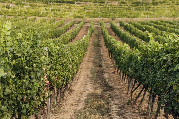 Gün batımında çekilmiş bir üzüm bağının geniş panoramik görüntüsü.