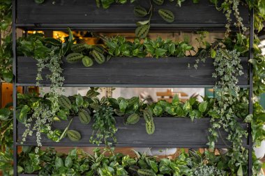 Shelves made of steel, plants used for decoration.