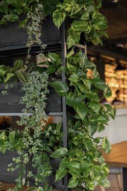 Shelves made of steel, plants used for decoration.