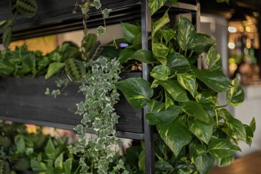 Shelves made of steel, plants used for decoration.