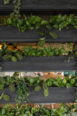 Shelves made of steel, plants used for decoration.