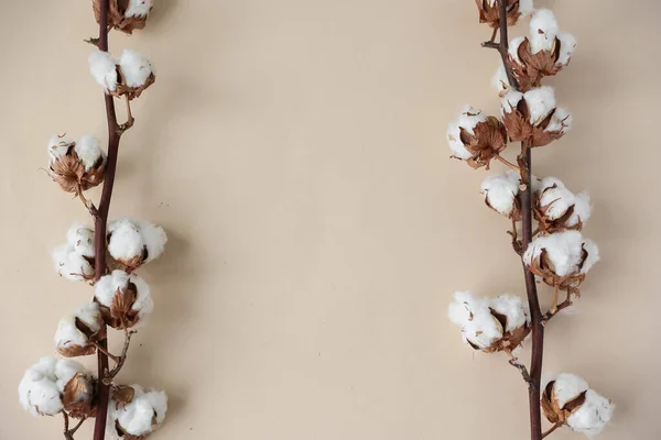 Branch with white fluffy cotton flowers on beige background flat lay. Delicate light beauty cotton background. Natural organic fiber, agriculture, cotton seeds, raw materials for making fabric