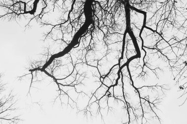 Arkaplanda yaprakları olmayan bir ağacın silüeti bulutlu açık bir gökyüzünün.