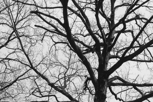 Силует Дерева Листя Тлі Світлого Неба Хмарами — стокове фото