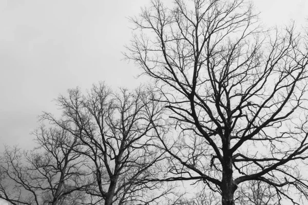Silhuetten Ett Träd Utan Blad Bakgrunden Ljus Himmel Med Moln — Stockfoto