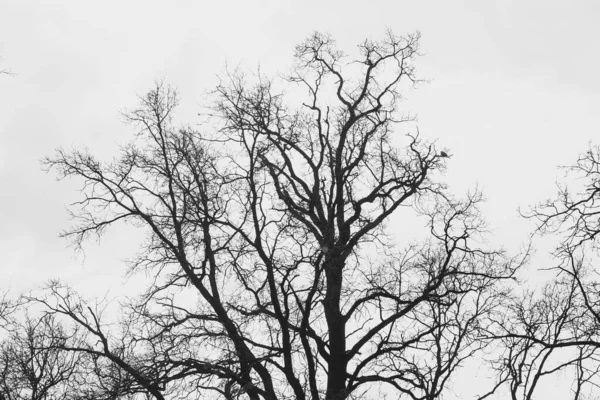Silhuetten Ett Träd Utan Blad Bakgrunden Ljus Himmel Med Moln — Stockfoto