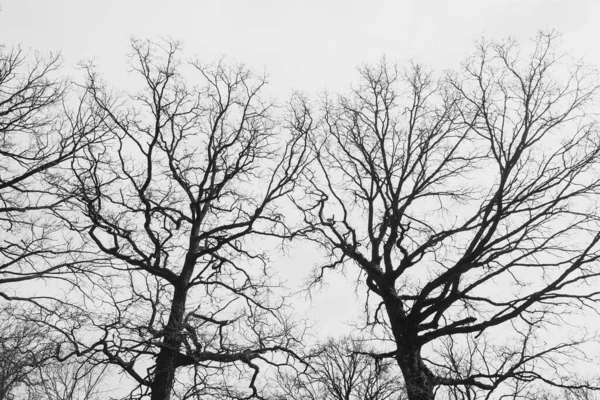 Sylwetka Drzewa Bez Liści Tle Jasnego Nieba Chmurami — Zdjęcie stockowe
