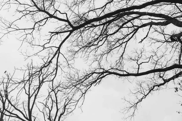 나뭇잎 나무의 — 스톡 사진