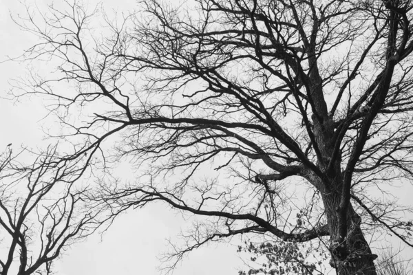 Silueta Stromu Bez Listí Pozadí Světlé Oblohy Mraky — Stock fotografie