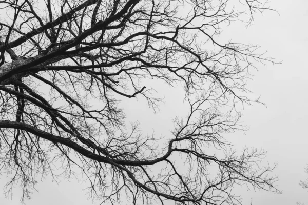 Silhouette Arbre Sans Feuilles Sur Fond Ciel Clair Avec Nuages — Photo