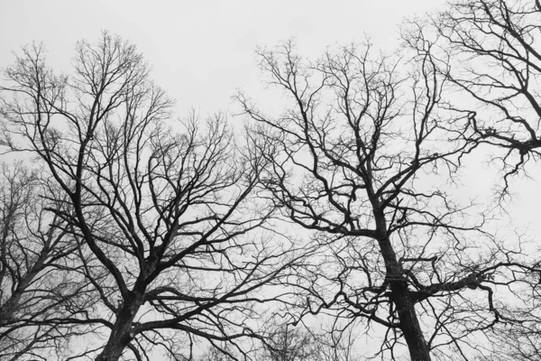 나뭇잎 나무의 — 스톡 사진