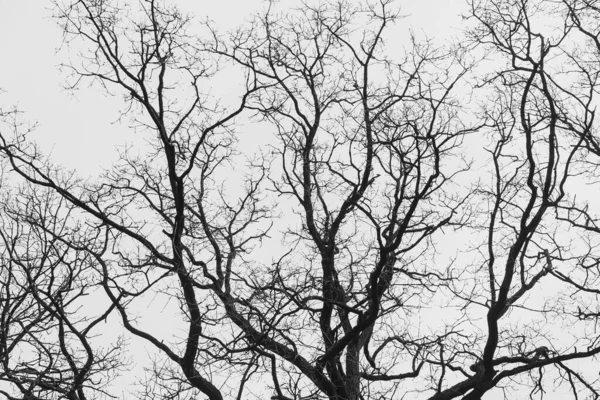 Силует Дерева Листя Тлі Світлого Неба Хмарами — стокове фото