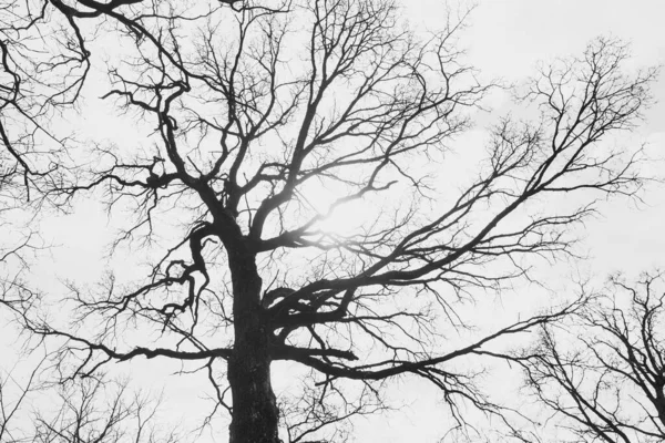 Silhueta Uma Árvore Sem Folhas Fundo Céu Claro Com Nuvens — Fotografia de Stock