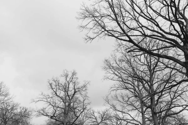 Силуэт Дерева Листьев Фоне Светлого Неба Облаками — стоковое фото