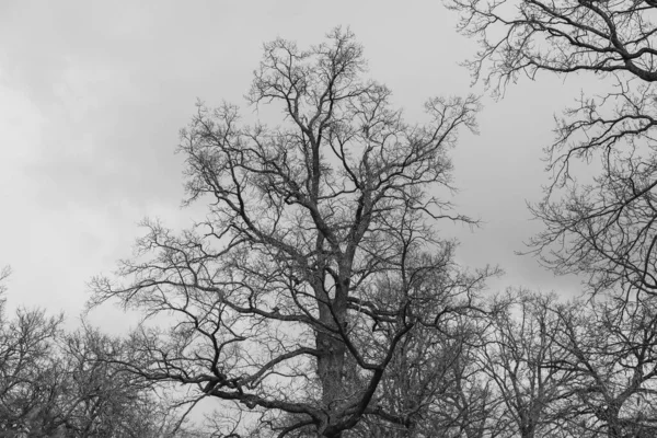 Die Silhouette Eines Baumes Ohne Blätter Vor Dem Hintergrund Eines — Stockfoto