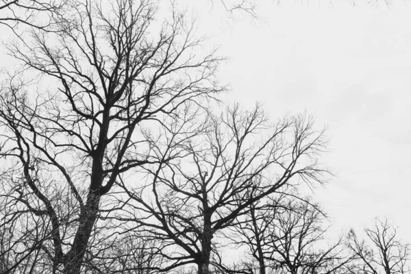 Σιλουέτα Ενός Δέντρου Χωρίς Φύλλα Στο Φόντο Ενός Φωτεινού Ουρανού — Φωτογραφία Αρχείου