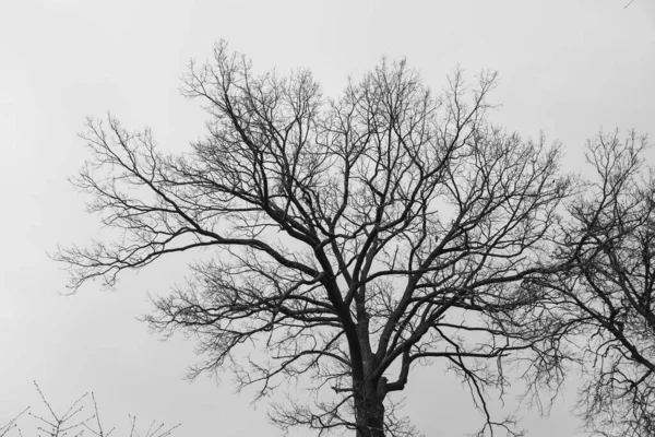 Silueta Stromu Bez Listí Pozadí Světlé Oblohy Mraky — Stock fotografie
