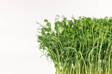 Microgreens sprouts isolated on white background. Vegan micro sunflower greens shoots. Growing sprouted sunflower seeds, microgreens closeup, minimal design, banner