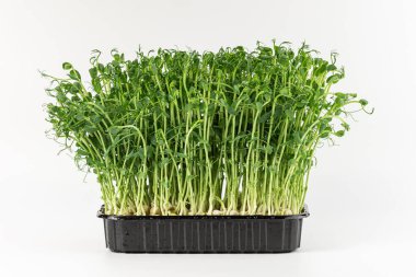 Microgreens sprouts isolated on white background. Vegan micro sunflower greens shoots. Growing sprouted sunflower seeds, microgreens closeup, minimal design, banner