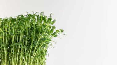 Microgreens sprouts isolated on white background. Vegan micro sunflower greens shoots. Growing sprouted sunflower seeds, microgreens closeup, minimal design, banner