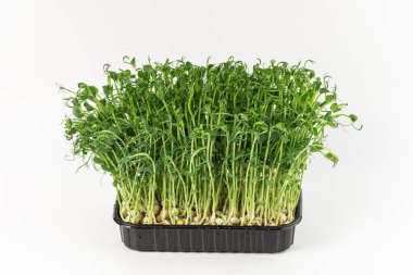 Microgreens sprouts isolated on white background. Vegan micro sunflower greens shoots. Growing sprouted sunflower seeds, microgreens closeup, minimal design, banner