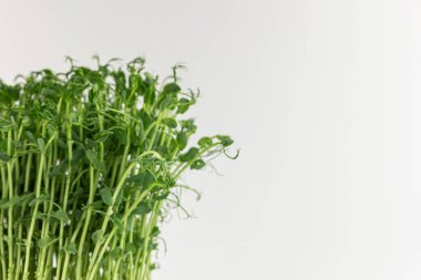 Microgreens sprouts isolated on white background. Vegan micro sunflower greens shoots. Growing sprouted sunflower seeds, microgreens closeup, minimal design, banner