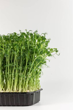 Microgreens sprouts isolated on white background. Vegan micro sunflower greens shoots. Growing sprouted sunflower seeds, microgreens closeup, minimal design, banner
