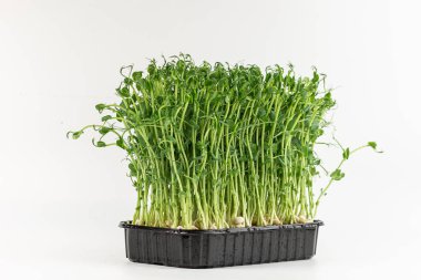 Microgreens sprouts isolated on white background. Vegan micro sunflower greens shoots. Growing sprouted sunflower seeds, microgreens closeup, minimal design, banner