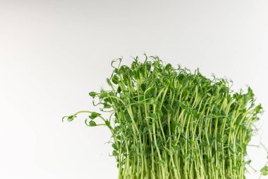 Microgreens sprouts isolated on white background. Vegan micro sunflower greens shoots. Growing sprouted sunflower seeds, microgreens closeup, minimal design, banner