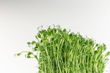 Microgreens sprouts isolated on white background. Vegan micro sunflower greens shoots. Growing sprouted sunflower seeds, microgreens closeup, minimal design, banner