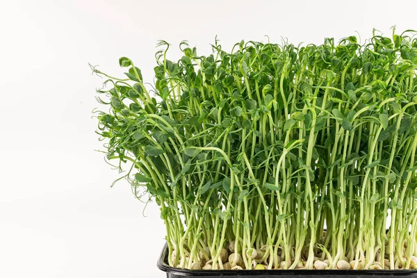 stock image Microgreens sprouts isolated on white background. Vegan micro sunflower greens shoots. Growing sprouted sunflower seeds, microgreens closeup, minimal design, banner