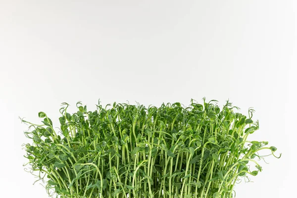 Microgreens Sprouts Isolated White Background Vegan Micro Sunflower Greens Shoots — Foto de Stock