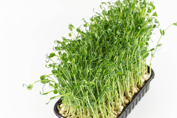 Microgreens sprouts isolated on white background. Vegan micro sunflower greens shoots. Growing sprouted sunflower seeds, microgreens closeup, minimal design, banner