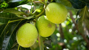 Altında parlak ışıklar, süsler ve hediyeler bulunan güzel dekore edilmiş ağaçların yer aldığı şenlikli Noel sahnesi. Sıcak bir tatil ortamı sevinç, aile ve gelenekleri kutlamak için mükemmel. Mevsimsel selamlaşma için ideal.