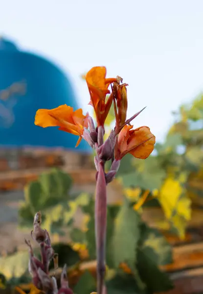 Yaprakları tamamen açık açan bir çiçek.