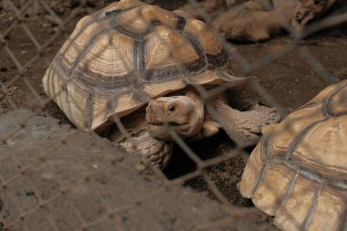 Bir kaplumbağa tel örgü ya da kafesin içinde yürüyor.