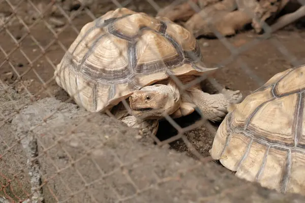 Bir kaplumbağa tel örgülerden ya da kafeslerden gizlice bakıyor.