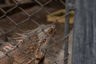 Bir iguana tel çitin arkasına bakıyor.