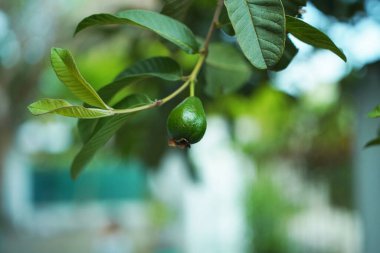 Dala asılı küçük yeşil bir guava