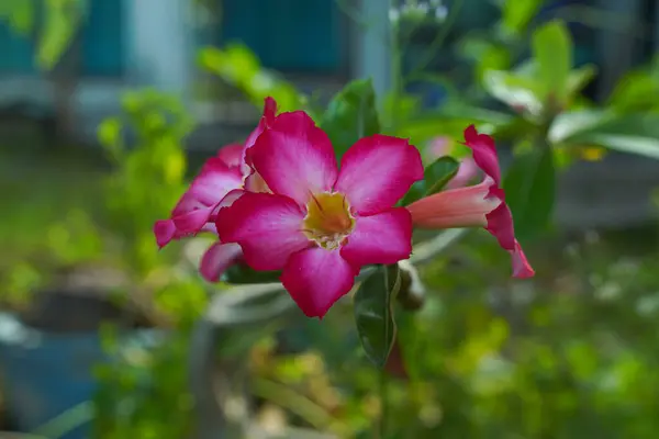 Sapında açan pembe çiçekler.