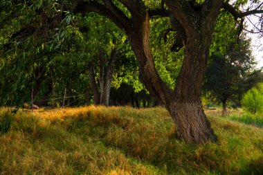 Gündüz vakti ormanda bir ağaç