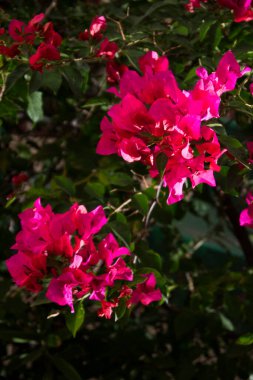 Kırmızı bougainvillea şubeye yakın.