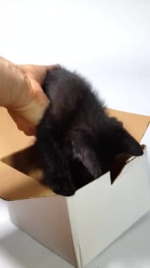 Kutudaki sevimli siyah kedi yavrusu.
