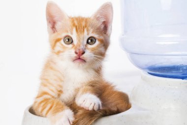 Su sepetinin üzerinde oturan sevimli kedi yavrusu.
