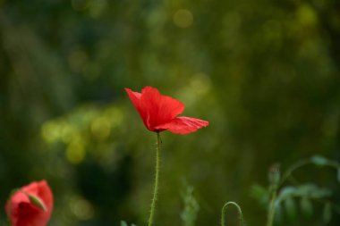 İzole edilmiş parlak kırmızı gelincik çiçeği yakın plan. yumuşak bulanık kırsal yeşil alan arka planı... parlak gün ışığı. Kırılgan kırmızı yapraklar makro görüntüde. Doğa konseptinde güzellik. bahar tazeliği.