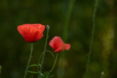 İzole edilmiş parlak kırmızı gelincik çiçeği yakın plan. yumuşak bulanık kırsal yeşil alan arka planı... parlak gün ışığı. Kırılgan kırmızı yapraklar makro görüntüde. Doğa konseptinde güzellik. bahar tazeliği.