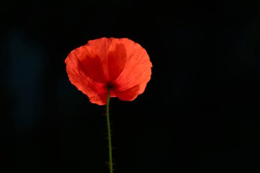 Parlak kırmızı gelincik çiçeğinin izole edilmiş yakın çekimi. Siyah arka plan. Parlak gün ışığı. Kırılgan kırmızı yapraklar makro görünümde.