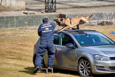 Vigo, Pontevedra, İspanya; 26 Mayıs 2024; Ulusal Polis Teşkilatı Köpek Rehberleri Derneği 'ne mensup köpeklerin hala suçluları tutukladığı muhteşem sergi