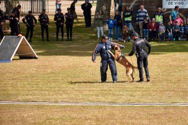 Vigo, Pontevedra, İspanya; 26 Mayıs 2024; Ulusal Polis Teşkilatı Köpek Rehberleri Derneği 'ne mensup köpeklerin hala suçluları tutukladığı muhteşem sergi