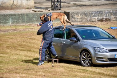 Vigo, Pontevedra, İspanya; 26 Mayıs 2024; Ulusal Polis Teşkilatı Köpek Rehberleri Derneği 'ne mensup köpeklerin hala suçluları tutukladığı muhteşem sergi